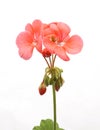 Pink geranium flower.