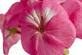 Pink geranium flower isolated on white background. Close-up of indoor plants in full screen Royalty Free Stock Photo