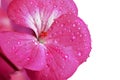 Pink geranium flower isolated on a white background. Drops of dew or water on the petals of a houseplant close-up. Royalty Free Stock Photo