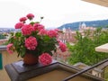 pink geranium flower pelargonium in a flower pot on a background of Prague Royalty Free Stock Photo