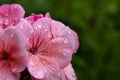Pink geranium flower with raindrops on the petals Royalty Free Stock Photo