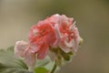 Pink geranium flower wet from the rain Royalty Free Stock Photo