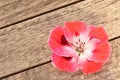 Pink Geranium Flower On Wood Background