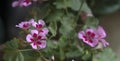 Pink Geranium flowers Royalty Free Stock Photo