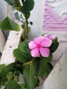 Pink geranium flowers in bloom look beauriful