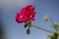 Pink geranium flowers. blue sky. Beautiful little geranium flower. Ivy Pelargonium