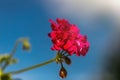 Pink geranium flowers. blue sky. Beautiful little geranium flower. Ivy Pelargonium