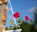 Pink geranium flowers. blue sky. Beautiful little geranium flower. Ivy Pelargonium