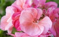 Pink Geranium flowers Royalty Free Stock Photo