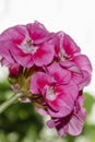 Pink geranium flowers. Geranium. Inflorescences