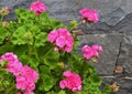 Pink geranium flowers in summer garden on a grey stone wall background.Blooming pelargoniums. Royalty Free Stock Photo