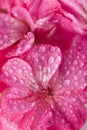 Pink geranium flowers with water droplets