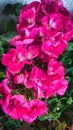 Pink geranium flowers with water drops on petals Royalty Free Stock Photo