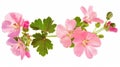 Pink Geranium Flowers on White Background, Generative AI