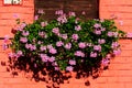 Pink geranium with lush green leaves in potter on window sill. brick background. Royalty Free Stock Photo