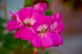 Pink geranium macro photography in summer day. Royalty Free Stock Photo