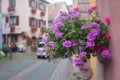 pink geranium on the medieval house facade in the street Royalty Free Stock Photo