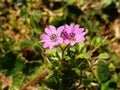 Pink Geranium molle flowers Royalty Free Stock Photo