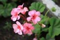 Pink geranium pelargonium flowers Royalty Free Stock Photo