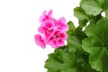 Pink geranium - pelargonium with leaves. Royalty Free Stock Photo