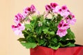 Pink geranium - pelargonium Royalty Free Stock Photo