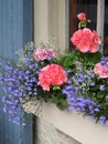 Pink geranium and purple lobelia flowers in white window box Royalty Free Stock Photo