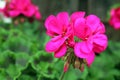 Pink Geranium Starting to Bloom