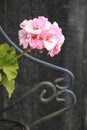 Pink geranium on a tree background