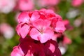 Pink geraniums in bloom