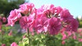 Pink geraniums blooming in the garden on a sunny day