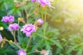 Pink Geraniums flowers in nature. Royalty Free Stock Photo