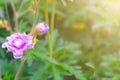 Pink Geraniums flowers in nature. Royalty Free Stock Photo