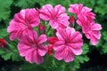 Pink geraniums in the garden, close-up, natural background