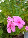 The pink geraniums in the garden serve to repel mosquitoes