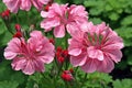 Pink geraniums in the garden on a sunny summer day