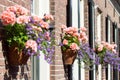 Pink geraniums hanging at facade Royalty Free Stock Photo