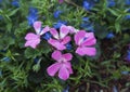 Pink geraniums and lobelia erinus techno blue Royalty Free Stock Photo