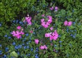 Pink geraniums and lobelia erinus techno blue Royalty Free Stock Photo