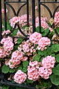 Pink Geraniums next to an iron fence