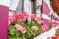 Pink geraniums in pots on the windowsill Royalty Free Stock Photo