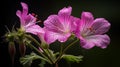 Pink geraniums with raindrops against a dark contrasting background Royalty Free Stock Photo