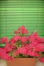 Pink geraniums on window sill.