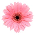 Pink gerber Royalty Free Stock Photo