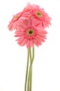 Pink gerber daisies Royalty Free Stock Photo