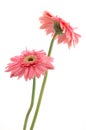 Pink gerber daisies Royalty Free Stock Photo