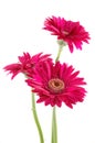 Pink gerber daisies Royalty Free Stock Photo