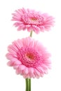 Pink Gerber daisies Royalty Free Stock Photo