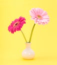 Pink gerber daisies flowers Royalty Free Stock Photo