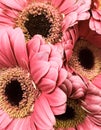 Pink Gerber Daisies Royalty Free Stock Photo