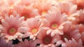 Soft And Dreamy Pink Daisy Bunch Detailed Craftsmanship, 8k Resolution, Uhd Image